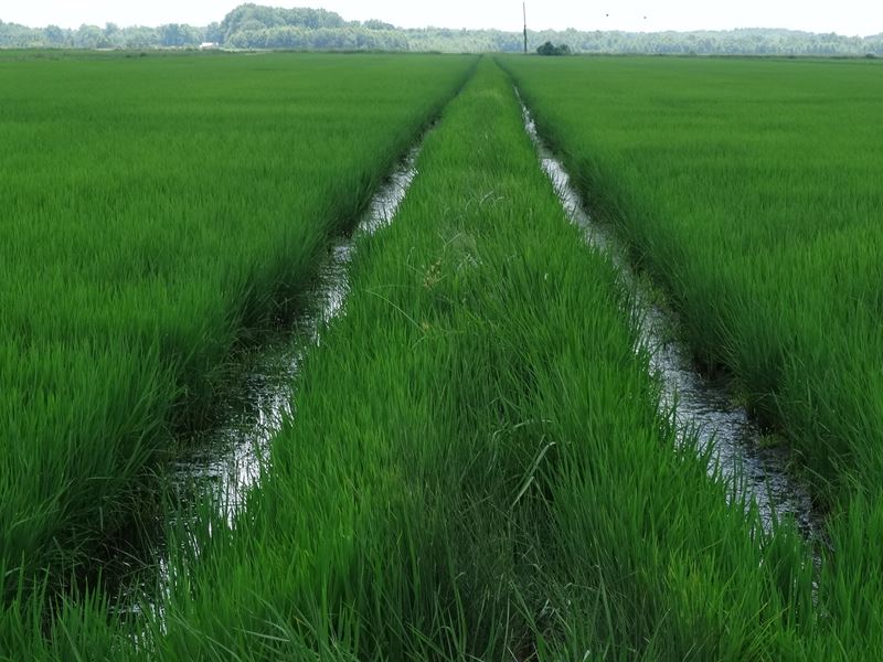 Mississippi Delta Farm 916 Ac, Ranch for Sale in Mississippi, 188873