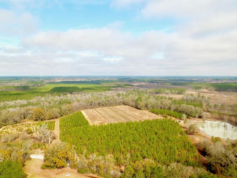Gentleman Plantation with Hardwood : Blackshear : Pierce County : Georgia