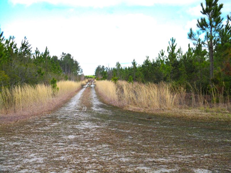 Abundant Timber, Wildlife, Possibil : Millwood : Ware County : Georgia