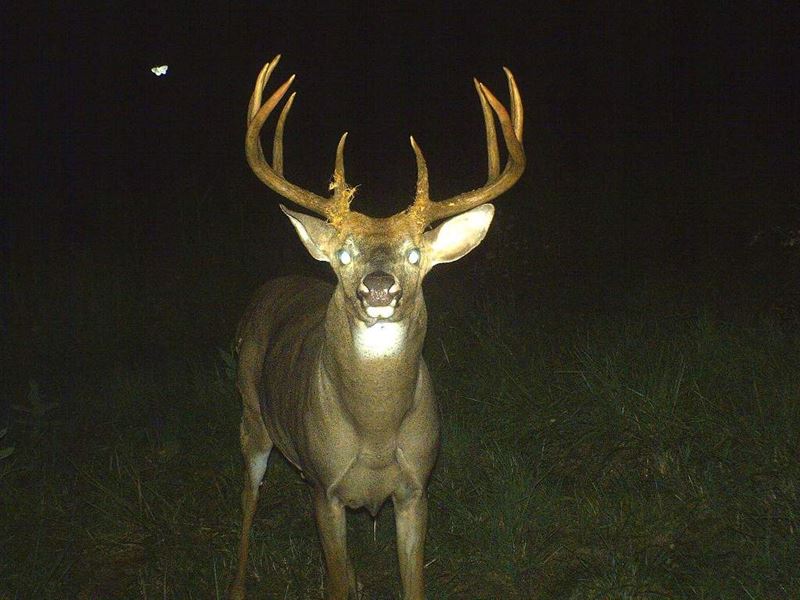 This Parcel Grows Big Deer : Gays Mills : Crawford County : Wisconsin