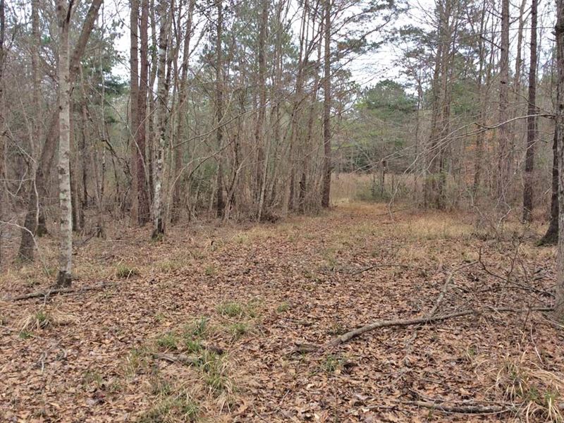 Sheep Trail Rd Tract : Brantley : Crenshaw County : Alabama