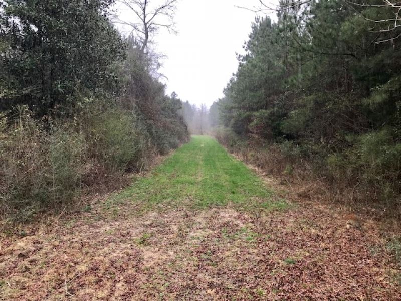 20 Acres Rolling Hills in Walthall : Jayess : Walthall County : Mississippi