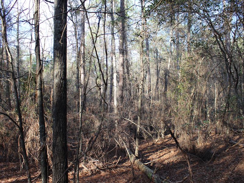 A Nature Lover's Paradise : Franklin : Macon County : Alabama