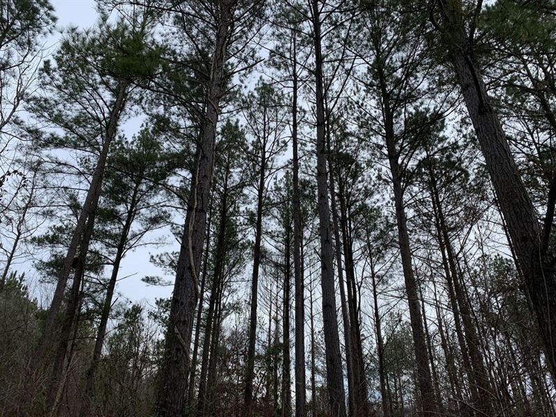 Timber & Hunting Land : Brent : Bibb County : Alabama