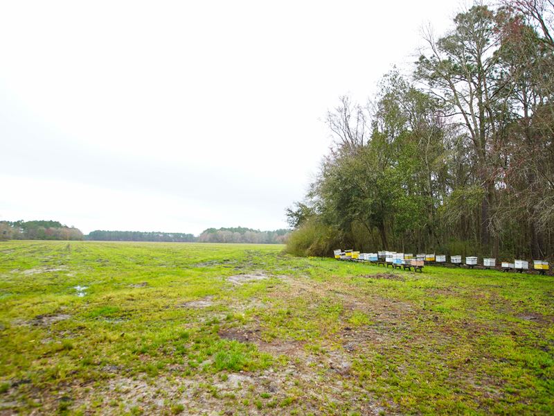 Duncan Hand Farm : Hazlehurst : Jeff Davis County : Georgia