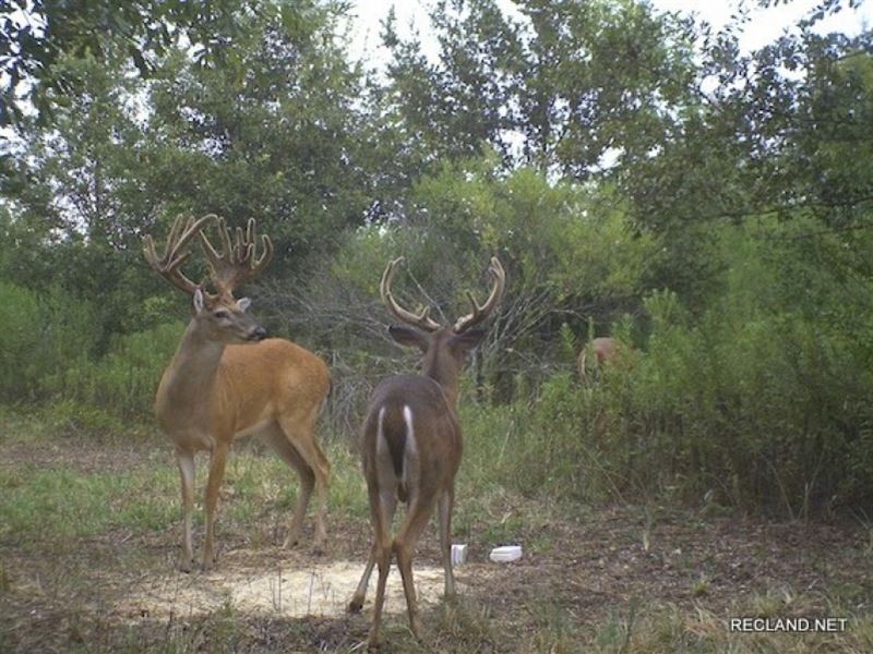 437 Ac, Deer Hunting Wrp with Camp : Waverly : Madison Parish : Louisiana