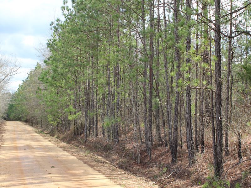 Quiet Country Property Near Auburn : Auburn : Macon County : Alabama