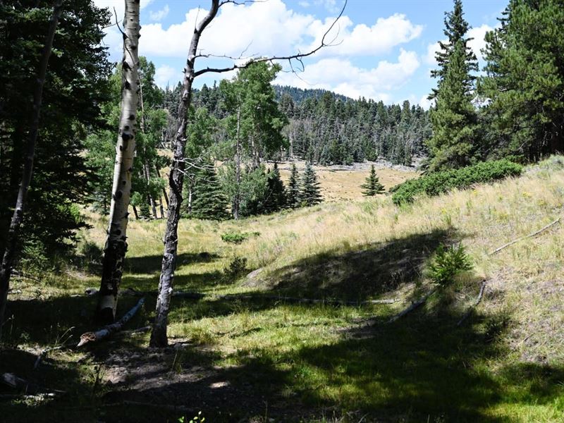 Tafoya Creek Ranch : Tres Piedras : Rio Arriba County : New Mexico