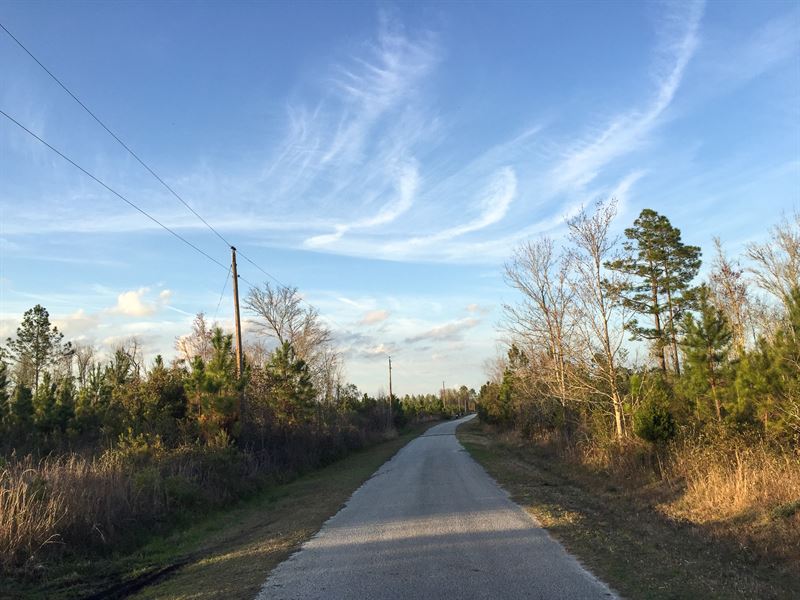 Johnstown Tract : Lake Butler : Union County : Florida