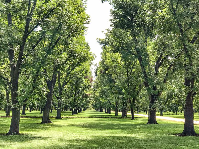 Llano River Pecan Farm : Junction : Kimble County : Texas