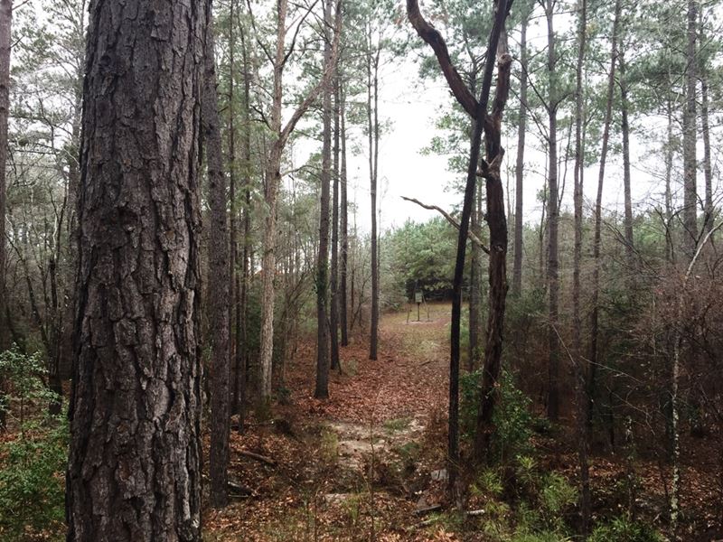 Crown Pine 4698 : Alto : Cherokee County : Texas