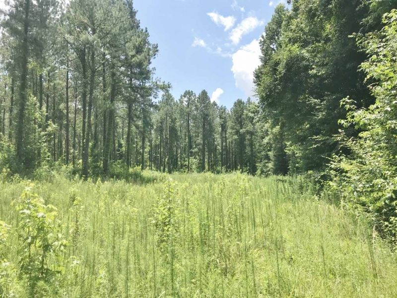 105 Acres South MS Timberland Borde : Meadville : Franklin County : Mississippi