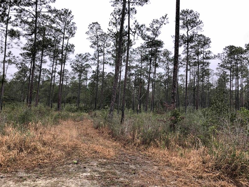 Rare Tract Adjoining Nat'l Forest : Perkinston : Stone County : Mississippi