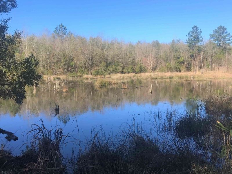 Affordable Hunting with Creek : Irwinton : Wilkinson County : Georgia