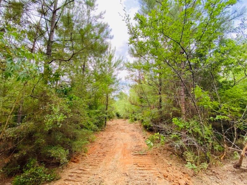 25.38 Acres / Sandy Hook / MS : Sandy Hook : Walthall County : Mississippi