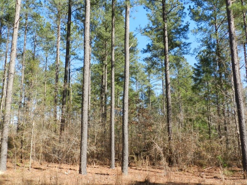 Excellent Land Investment : Milledgeville : Baldwin County : Georgia