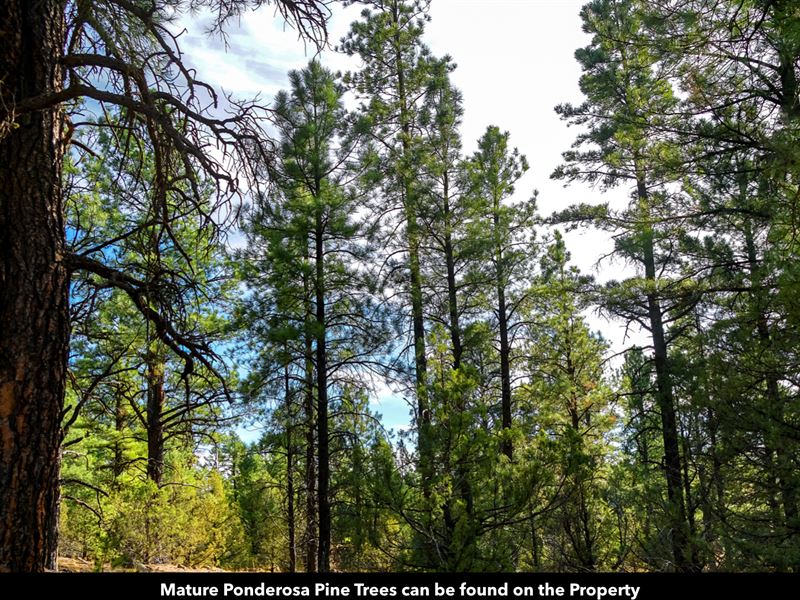 Wooded Acres By National Forest : Grants : Cibola County : New Mexico