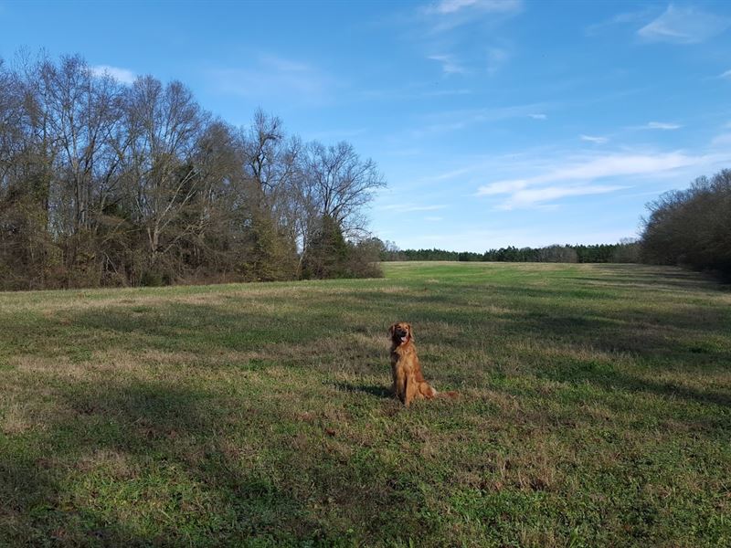 Lake Hartwell Homesite and Farm : Townville : Anderson County : South Carolina