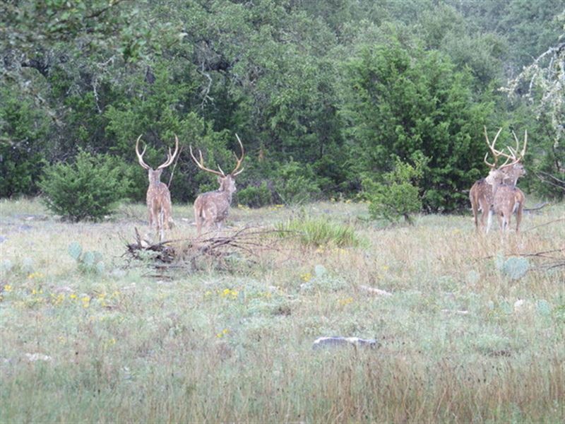 52 Acres Hunting Land W Hill County : Rocksprings : Edwards County : Texas