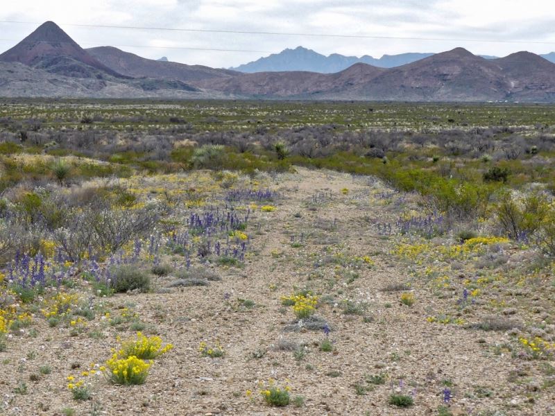40 Acres with Great Mountain Views : Terlingua : Brewster County : Texas
