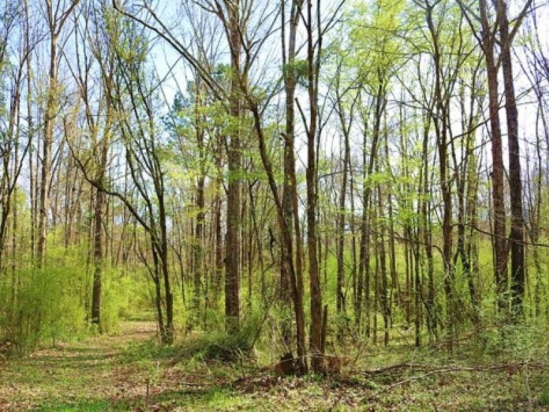 65 Acres in Hinds County in Raymond : Raymond : Hinds County : Mississippi