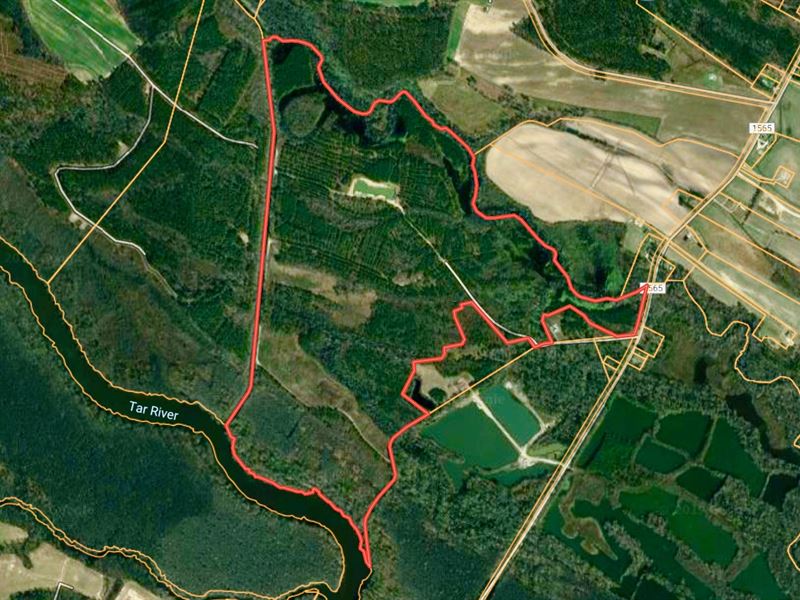 Timber Tract in Pitt County, NC : Greenville : Pitt County : North Carolina