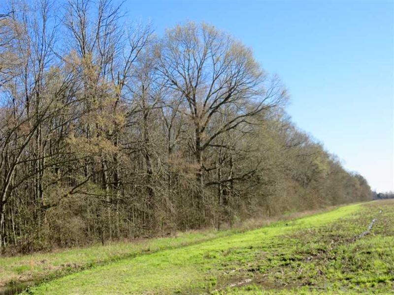 82 Acres of Hardwood Timber : Epps : West Carroll Parish : Louisiana
