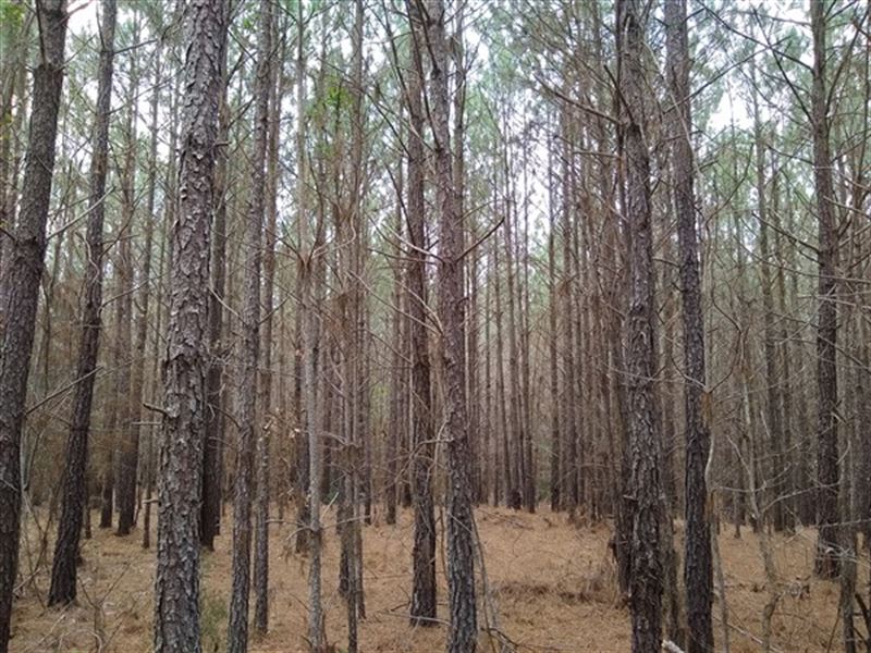 448.87 Acres, Laurens County, Sc : Clinton : Laurens County : South Carolina