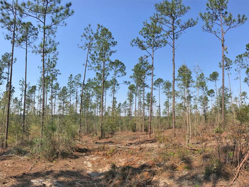 Myrick and Suedeshoe Tract : Century : Escambia County : Florida