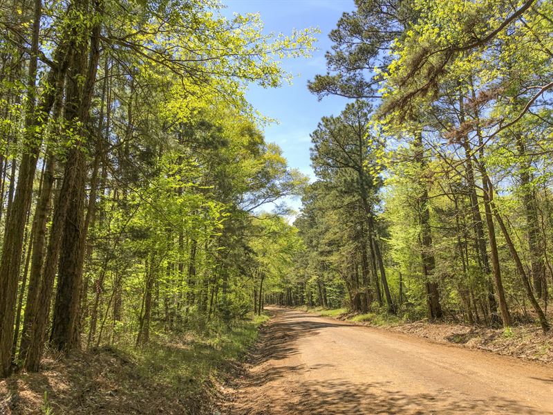 32 Acres Cr 1488 : Center : Shelby County : Texas