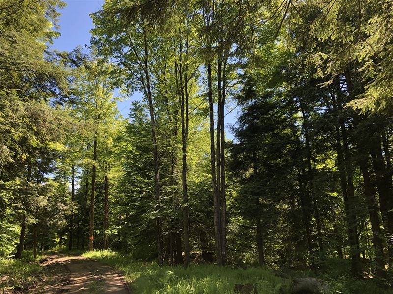 Carleton Woods : Camden : Oneida County : New York