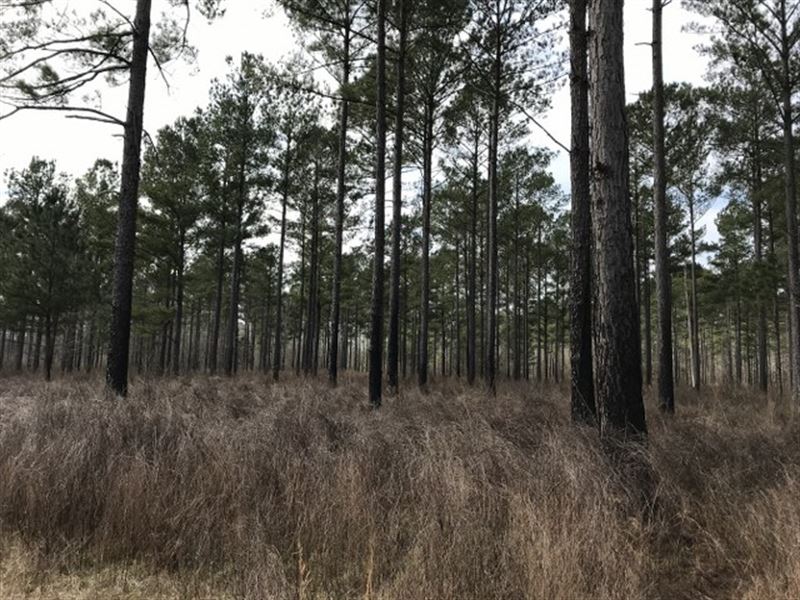 Perry's Well Road Tract : Pittsview : Russell County : Alabama