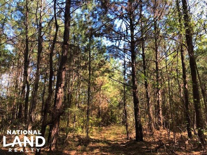 Nub Road 40 Acres : Gloster : Amite County : Mississippi