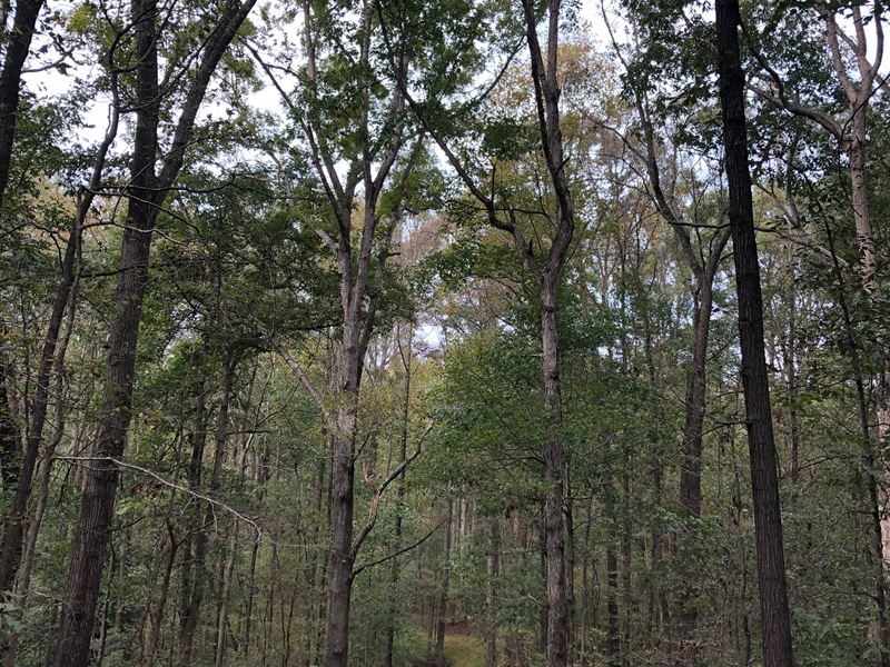 Carnesville Wilderness : Carnesville : Franklin County : Georgia
