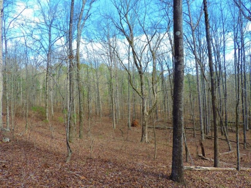 Redlands Wma Tract : Greensboro : Greene County : Georgia
