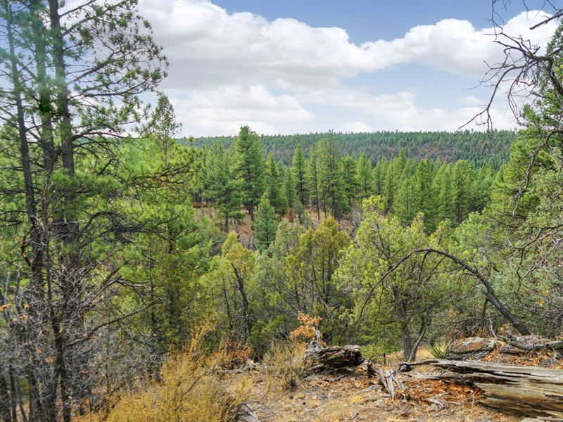 Mountain Land Near National Forest : Grants : Cibola County : New Mexico