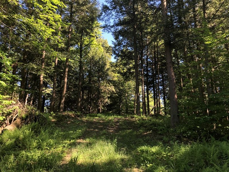 Highpoint Trail : Camden : Oneida County : New York