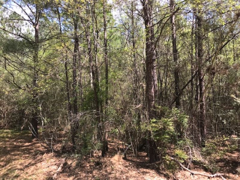 10 Acres Timberland : Tylertown : Walthall County : Mississippi