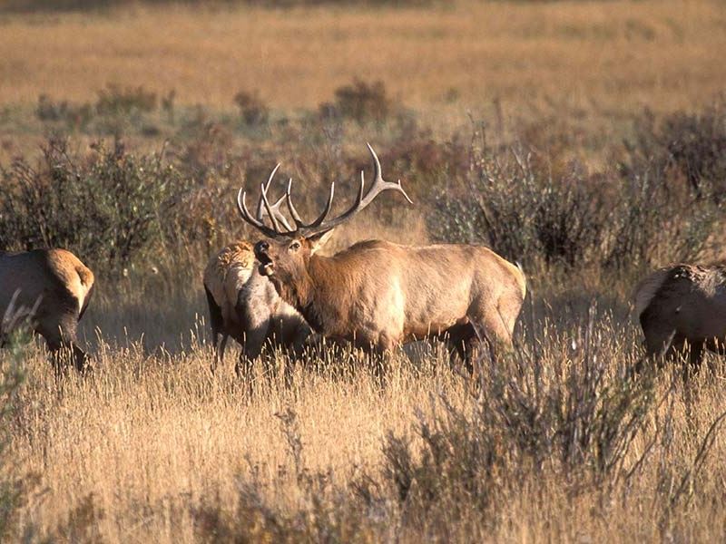Fish Creek Lodge : Hayden : Routt County : Colorado