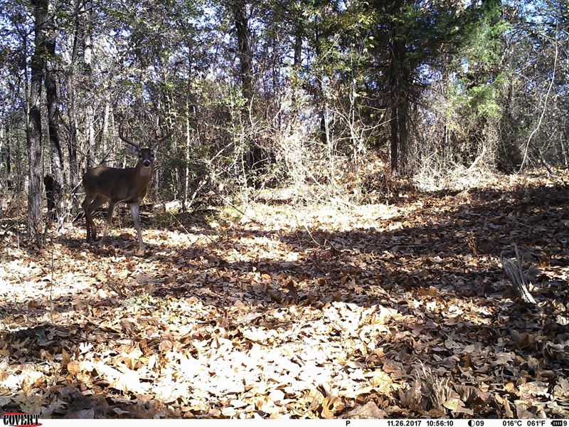 Hunting Property in Kemp, Texas : Kemp : Kaufman County : Texas