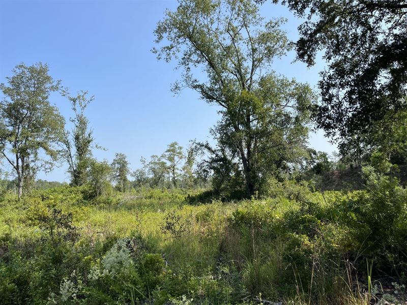 82 Acres Fargo Hwy : Homerville : Clinch County : Georgia
