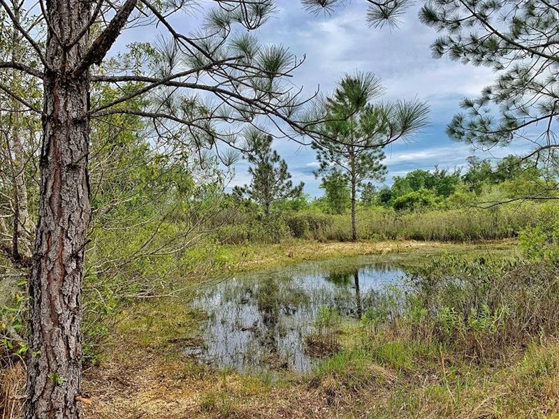 450+ Acres Prime Hunting Land, Levy : Bronson : Levy County : Florida