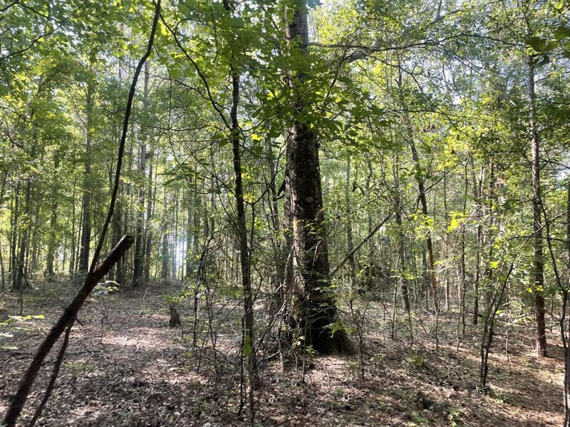32 Acre Recreational or Homesite : Kennedy : Pickens County : Alabama