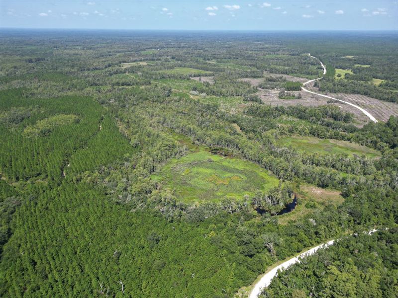 Hunter's Dream in Dixie : Old Town : Dixie County : Florida