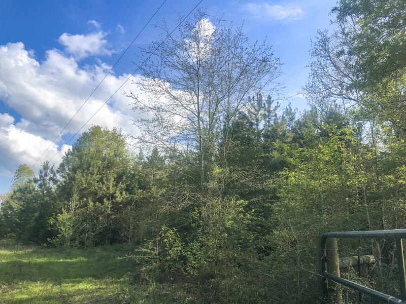 55 Acres Fm 1247 : Alto : Cherokee County : Texas