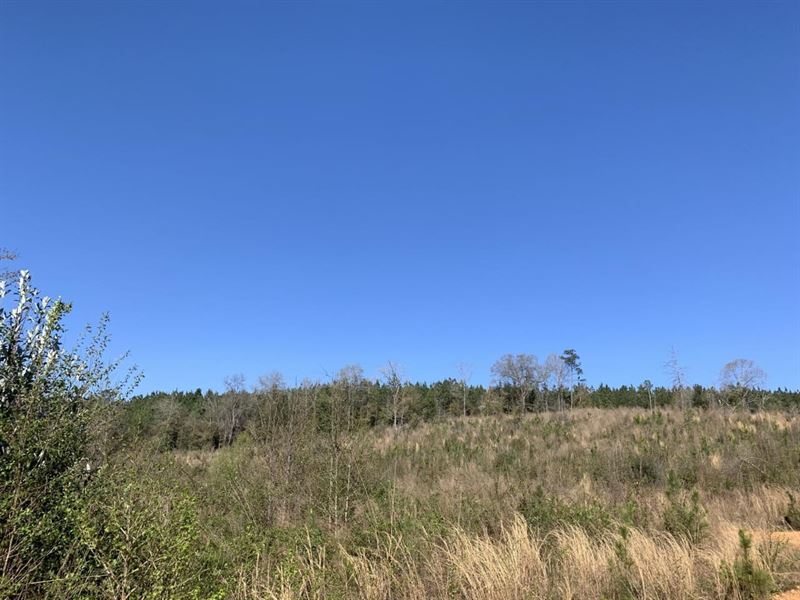 80 Acres Of Planted Pines : Plantersville : Autauga County : Alabama
