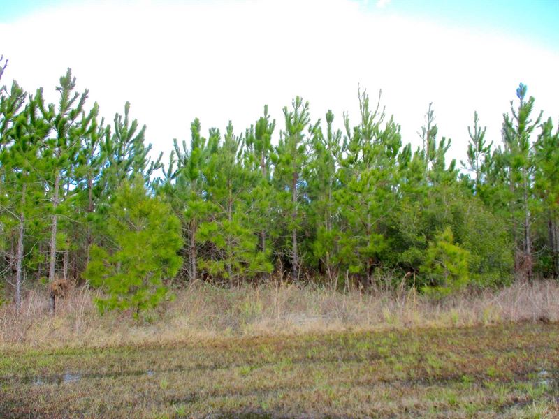 25 Acres Undeveloped Land : Millwood : Ware County : Georgia