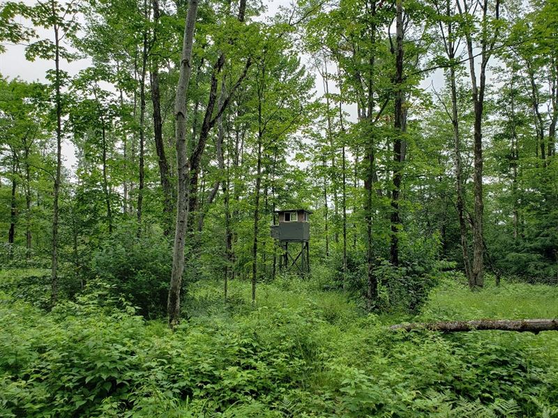 White Pine Camp Lot : Williamstown : Oswego County : New York