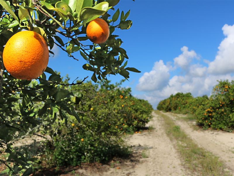 Lake Wales Grove : Lake Wales : Polk County : Florida