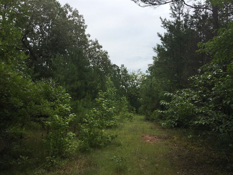40+/- Acres Wood Land in Abbeville : Abbeville : Abbeville County : South Carolina